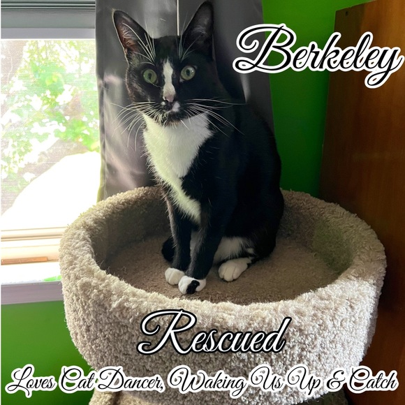 Share Show | Come Join Us Like This Post |CATSDRAGGEDITIN | Let’s Share & Sell - Picture 10 of 15